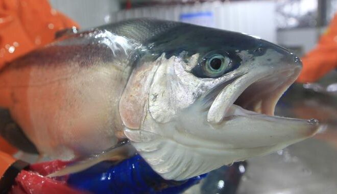 Regulador ambiental chileno ordena medidas "urgentes" por fuga de salmones